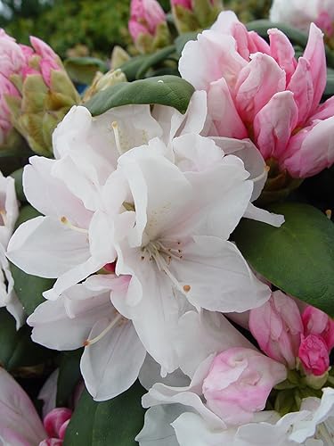 Vista 57 de Green Promise Farms Rododendro `Scintillation` Evergreen, contenedor de 3 tamaños, rosa suave