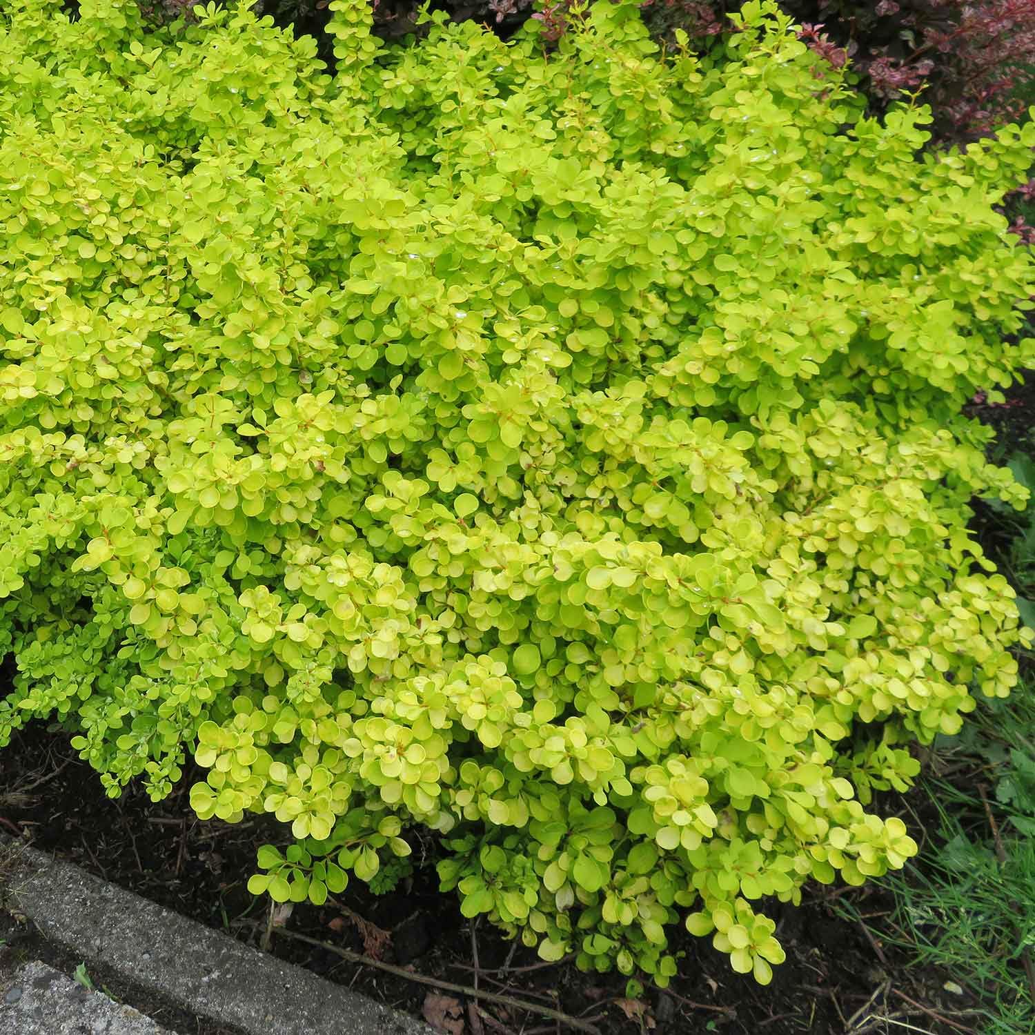 Marshalls Garden Berberis thunbergii 'Golden Horizon' - Low-Growing Yellow-Green Barberry Shrub 3 Litre Plant