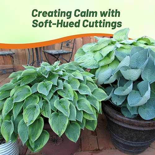 Miniatura 6 de Outsidepride Hosta American Seeds - 50 unidades. Perenne, fácil de cultivar y de bajo mantenimiento, semillas de flores para plantar follaje mixto