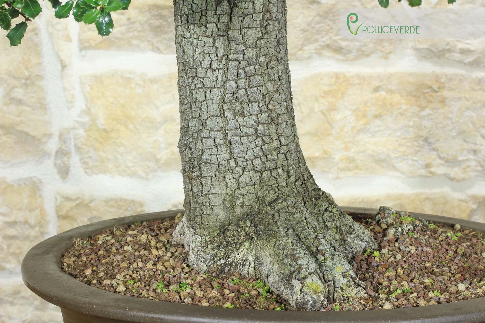 Bonsai di Quercia Riccia (6)