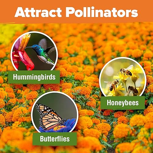 Miniatura 54 de HOME GROWN Semillas de girasol para plantar Más de 520 semillas de girasol de mamut gigante para plantar paquete a granel reliquia, alta