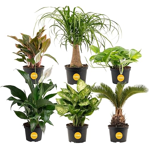 Costa Farms Live Indoor Plant Variety Pack in Plastic Pots, Easy to Maintain, Air Purifying Houseplants, Home, Room, or Office Decor, House Warming or Birthday Gift, 12-24 Inches Tall, Pack of 6