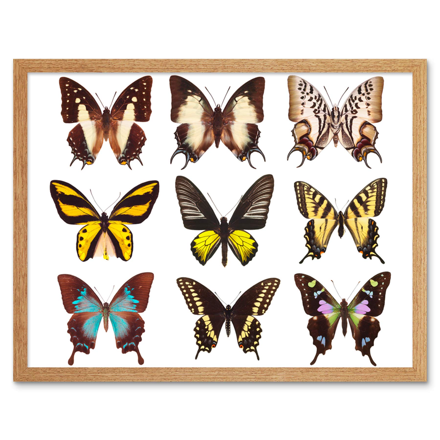 Amazon.co.jp: Butterflies Butterfly Collection Various Colourful