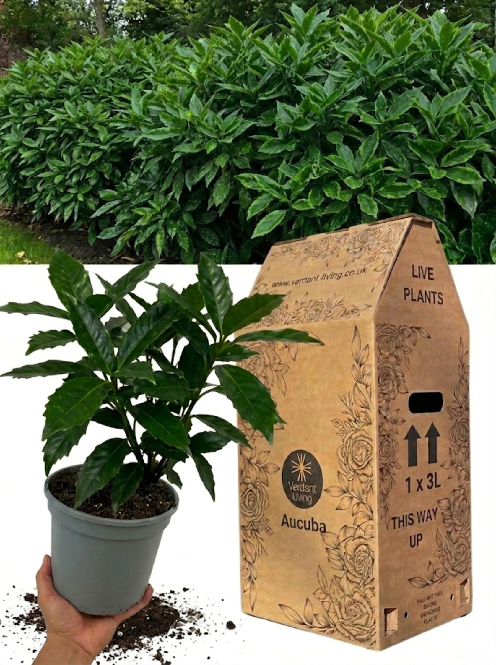 1x Aucuba Japonica Rozannie Plant in 3Ltr Pot – Hardy Evergreen Shrub, Spotted Laurel for Shade, Gardens, Borders, Patio & Containers – Low Maintenance, Compact, Year Round Interest, Japanese Aucuba — image 1