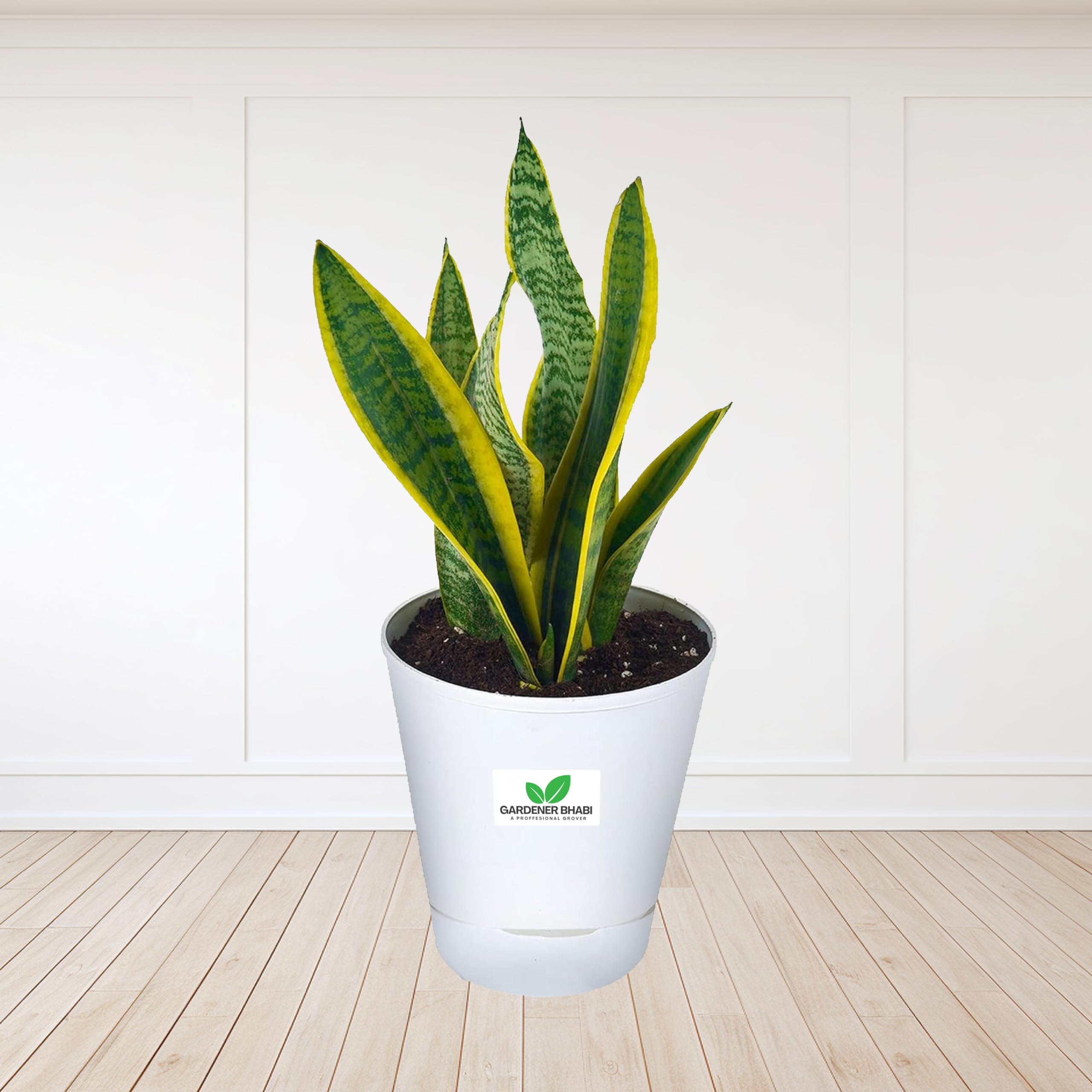 Gardener Bhabi Snake Plant Variegated Air Purifying Plant With Self Watering Pot For Living Room, Office