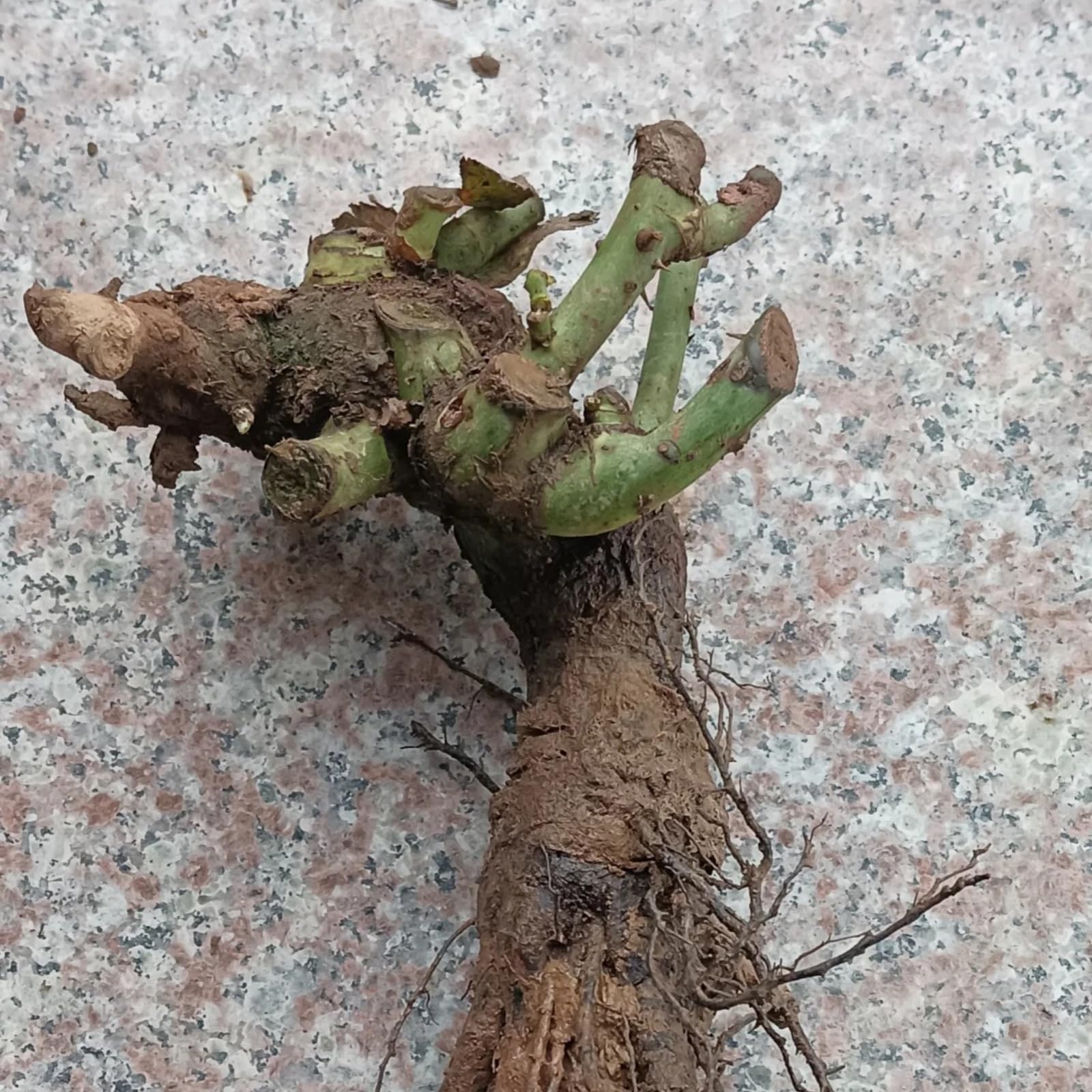 Rosa perenne rara - Rizoma di rosa - Arbusto perenne - Resistente, a bassa manutenzione - Decorazione da giardino-1 root-G