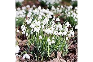 YEGAOL Garden Snowdrop Seeds Galanthus Hardy Deer & Rabbit Resistant GMO Free...