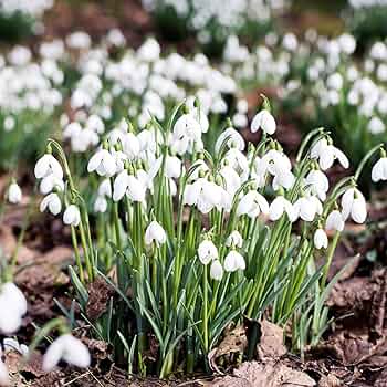 snowdrop 81tf1jVxwcL._UF350,350_QL50_.jpg