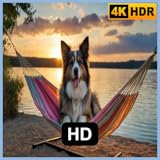 犬のためのリラックス音楽TV - ペットの不安とストレス解消