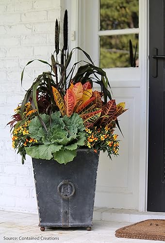 Miniatura 5 de Nature's Way Farms Croton Petra - Planta viva (18-24 pulgadas de alto) en maceta de cultivo