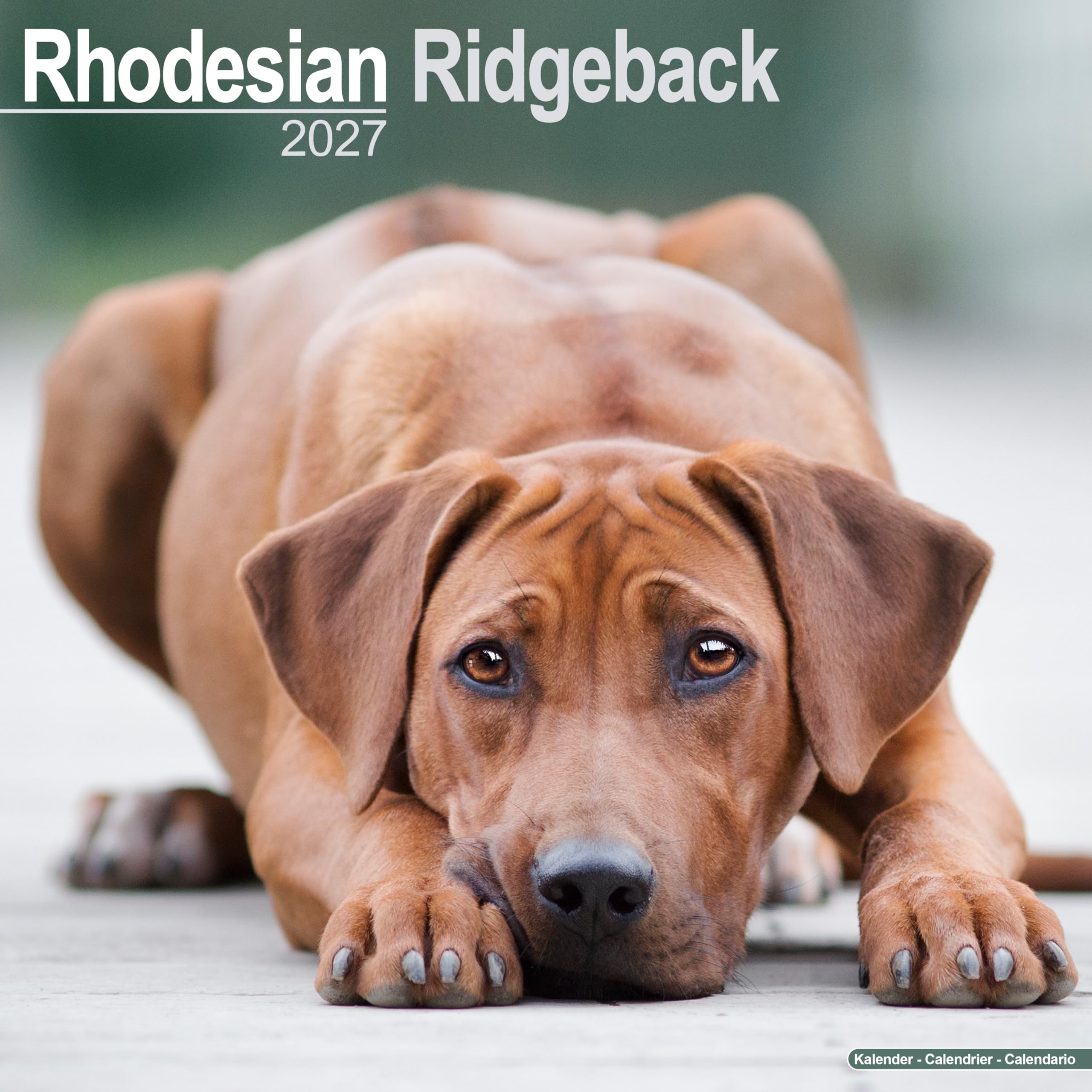 Rhodesian Ridgeback 2027 Calendar | Square Wall Calendar | Dog Breed Gift | Plastic Free Packaging | by Avonside Publishing