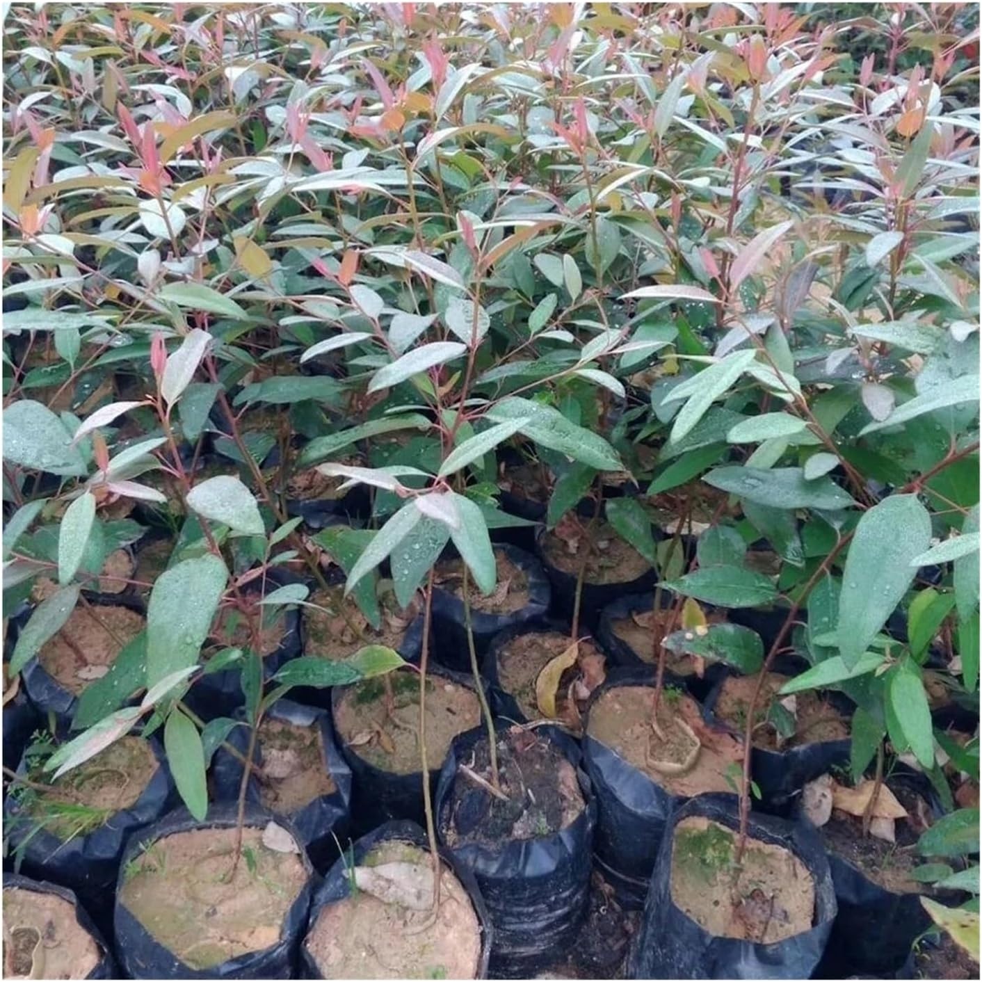 100Pcs PE Black Plastic Nursery Bags Plant Grow Bags Seedling Pots Sapling Cultivation Bag with Holes for Garden Supplies (Color : Black, Size : 8x12cm)
