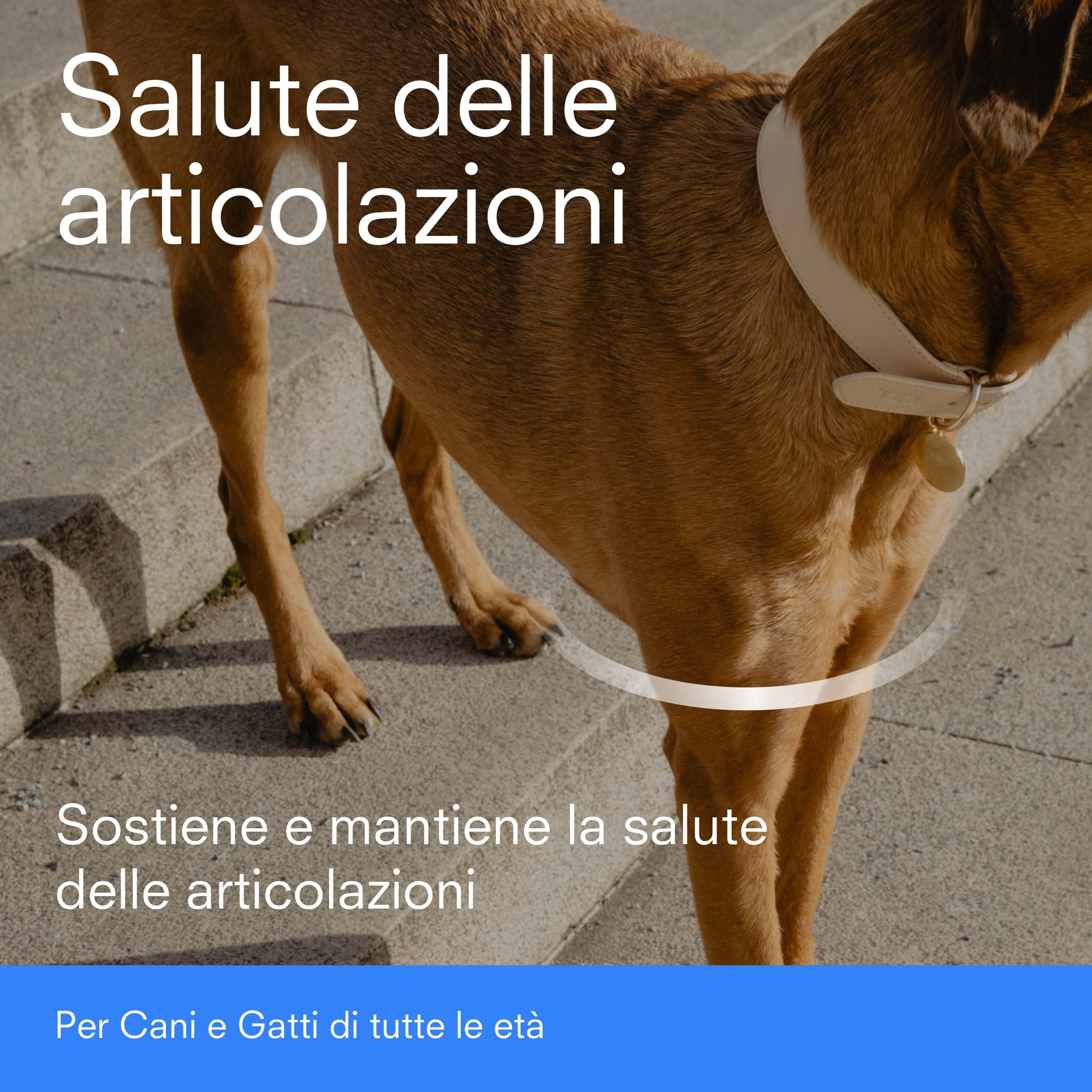 Artri+ Integratore Articolazioni Cane 90 Capsule Appetibili Mangime Complementare 500 mg Glucosamina + 280 mg Condroitina Con Artiglio del Diavolo e Boswellia Made in Italy