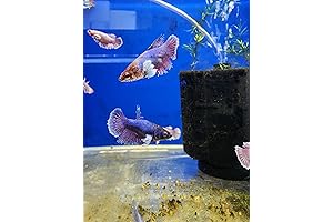 Thriving Betta Sisterhood: 5 Live Dumbo Ear Female Bettas