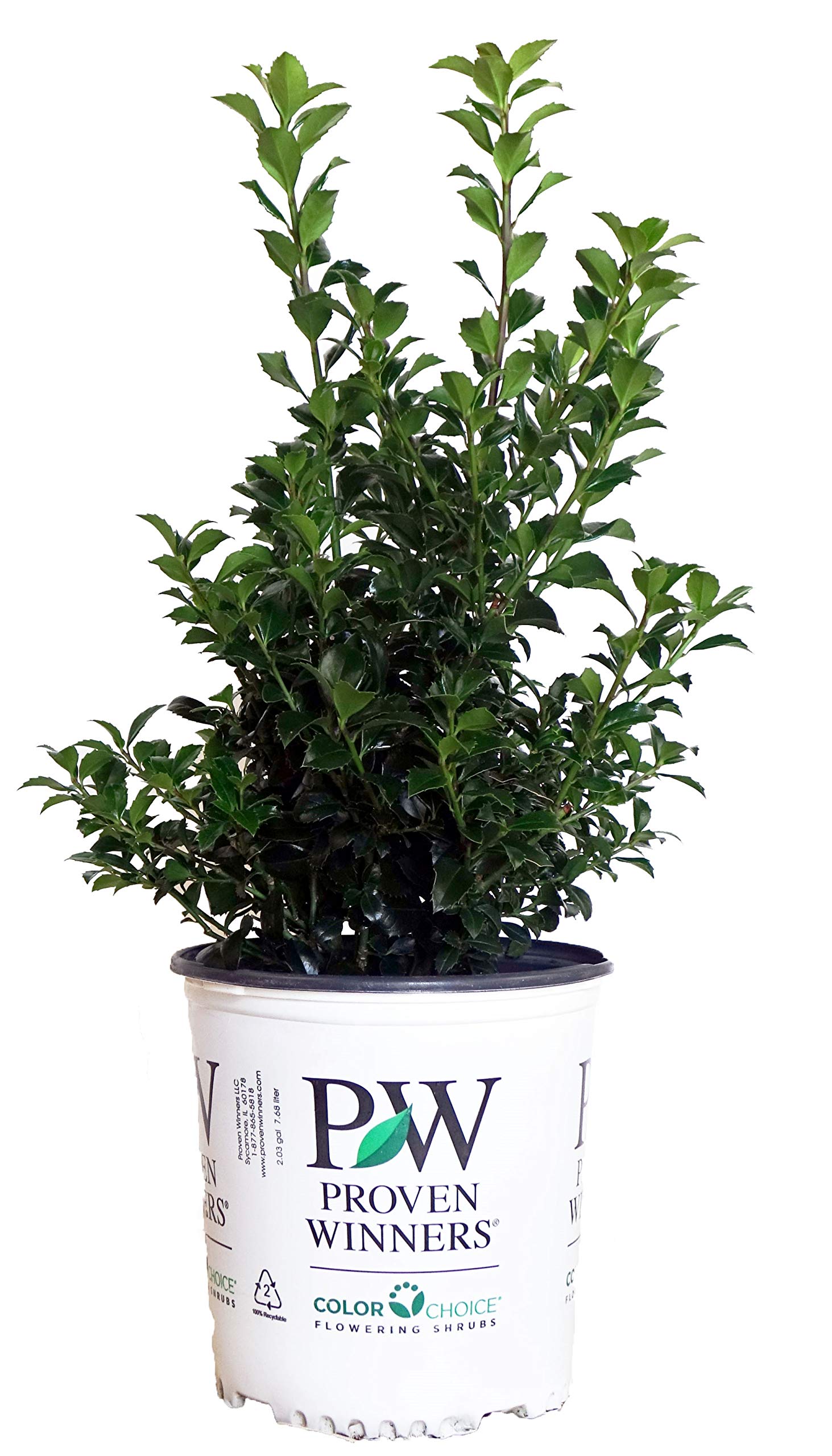 Ilex Castle Spire Holly