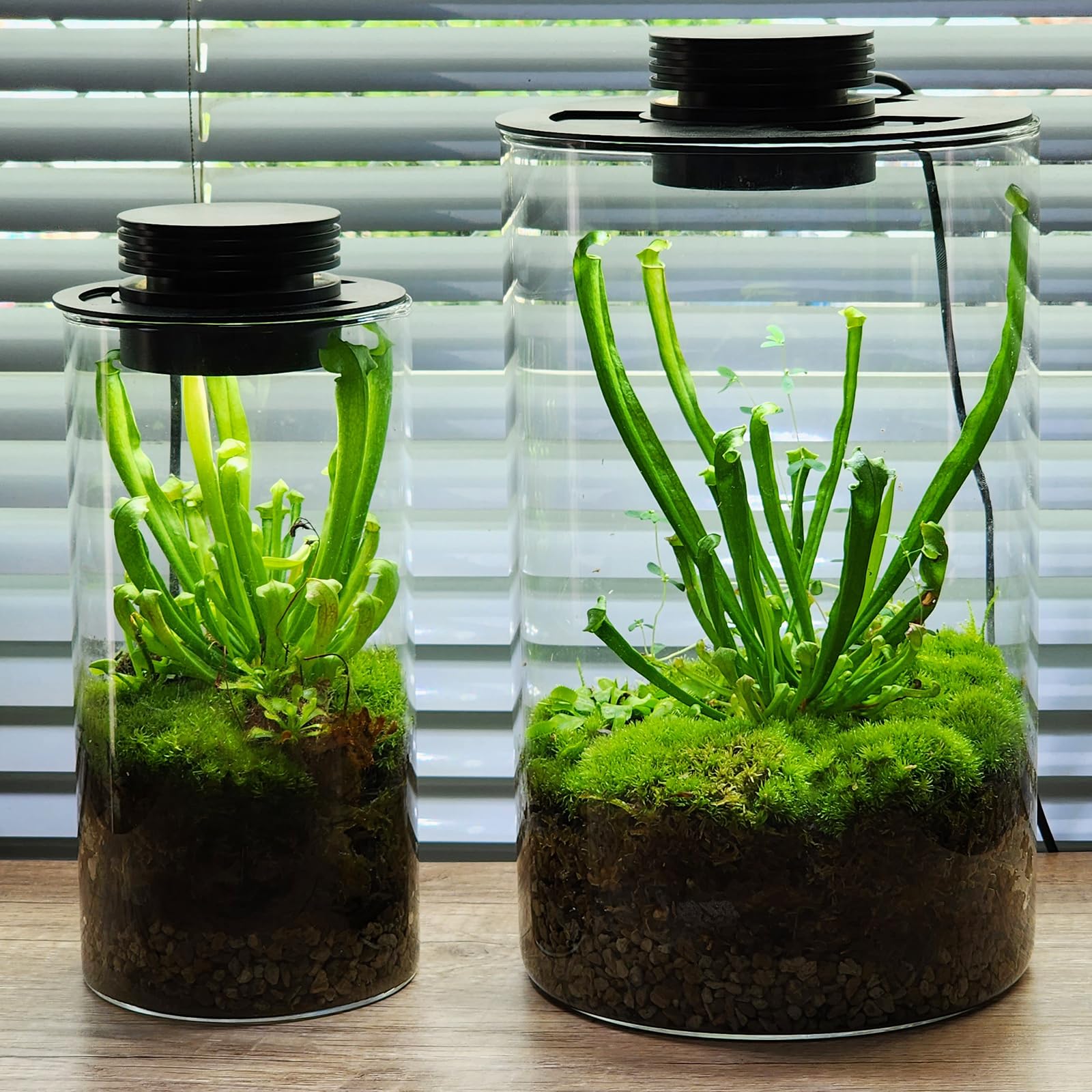 Glas Terrarium Pflanze Anzuchtlampe für Vasen bis 15,9 cm Durchmesser, Licht mit Timer Auto On/Off, Betta Aquarium, Zimmerpflanzenwachstum, Sukkulenten, Miniatur Gartenarbeit Landschaft, Luftpflanzen