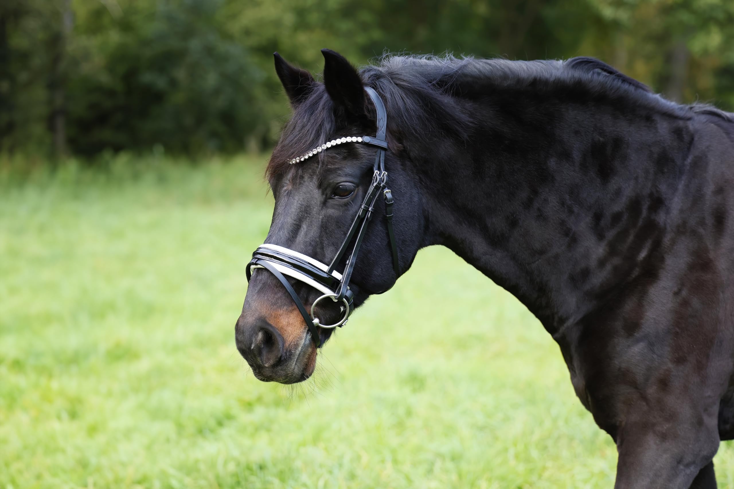 Heinick Trense Motion Lack Zaumhaken Weiss Schnellwechselsystem ~ Warmblut ~
