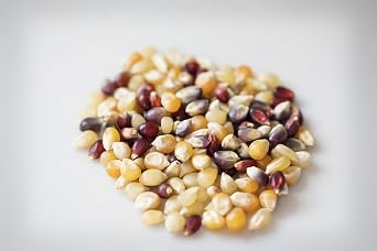 Amish Country Popcorn | 25 lb Bag | Rainbow Popcorn Kernels | Old Fashioned, Non-GMO and Gluten Free (Rainbow - 25 lb Bag)