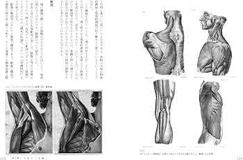 美術解剖学 4冊セット【値下げ不可】 Amazon.co.jp: スケッチで学ぶ美術解剖学 : 加藤 公太, 加藤 公太