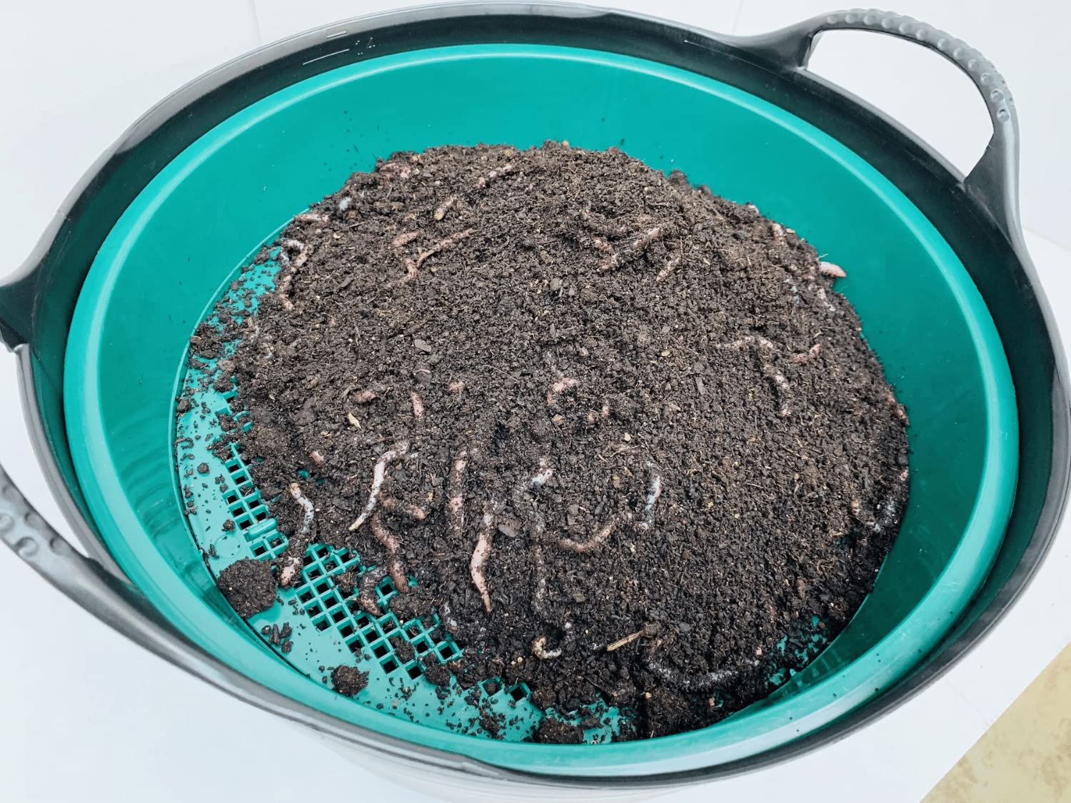 XXL Wurmzucht - mit 1 kg großen (ca. 630 St.) für eigenen Zuchtbehälter (ohne Zuchtbox) Angelwürmer, Futterwürmer, Regenwürmer, Dendrobena, Würmer, Riesenrotwürmer, Angelköder, Lebendköder, Wurmfarm