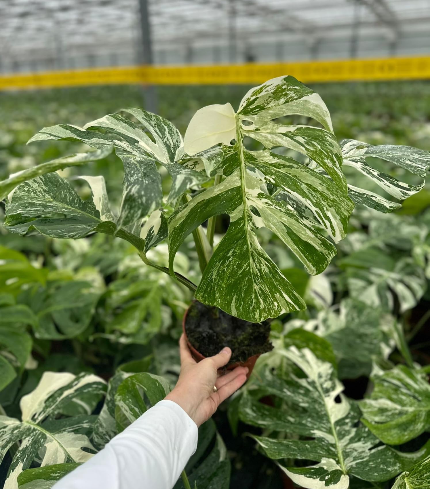 POWERS TO FLOWERS - PHYLODENDRON PERTUSUM, MONSTERA DELICIOSA ALBO VARIGATA, IN VASO 14CM DIAMETRO, pianta vera