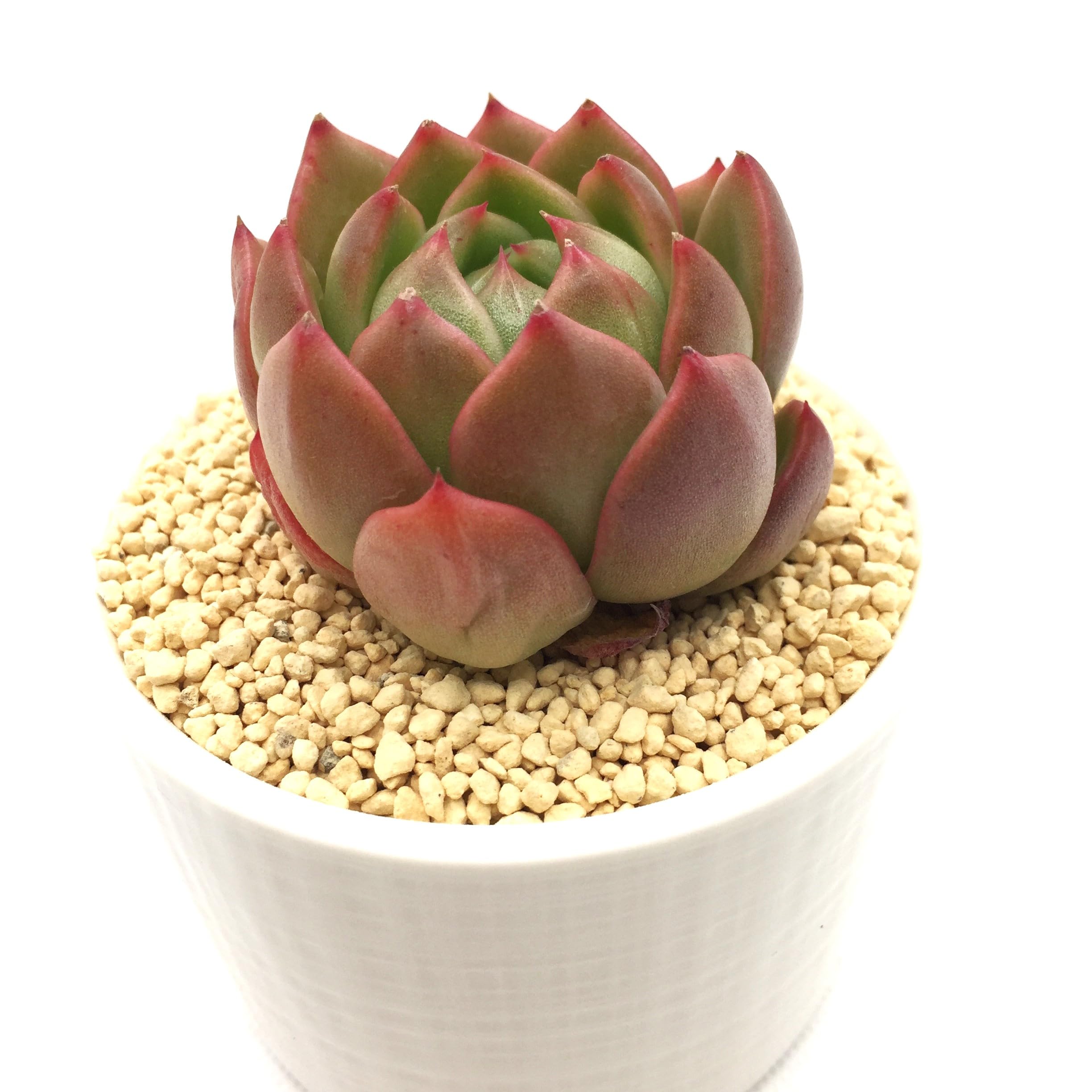 Amazon.co.jp: アイスシティ 多肉植物7.5㎝ポッ ト エケベリア 根付苗