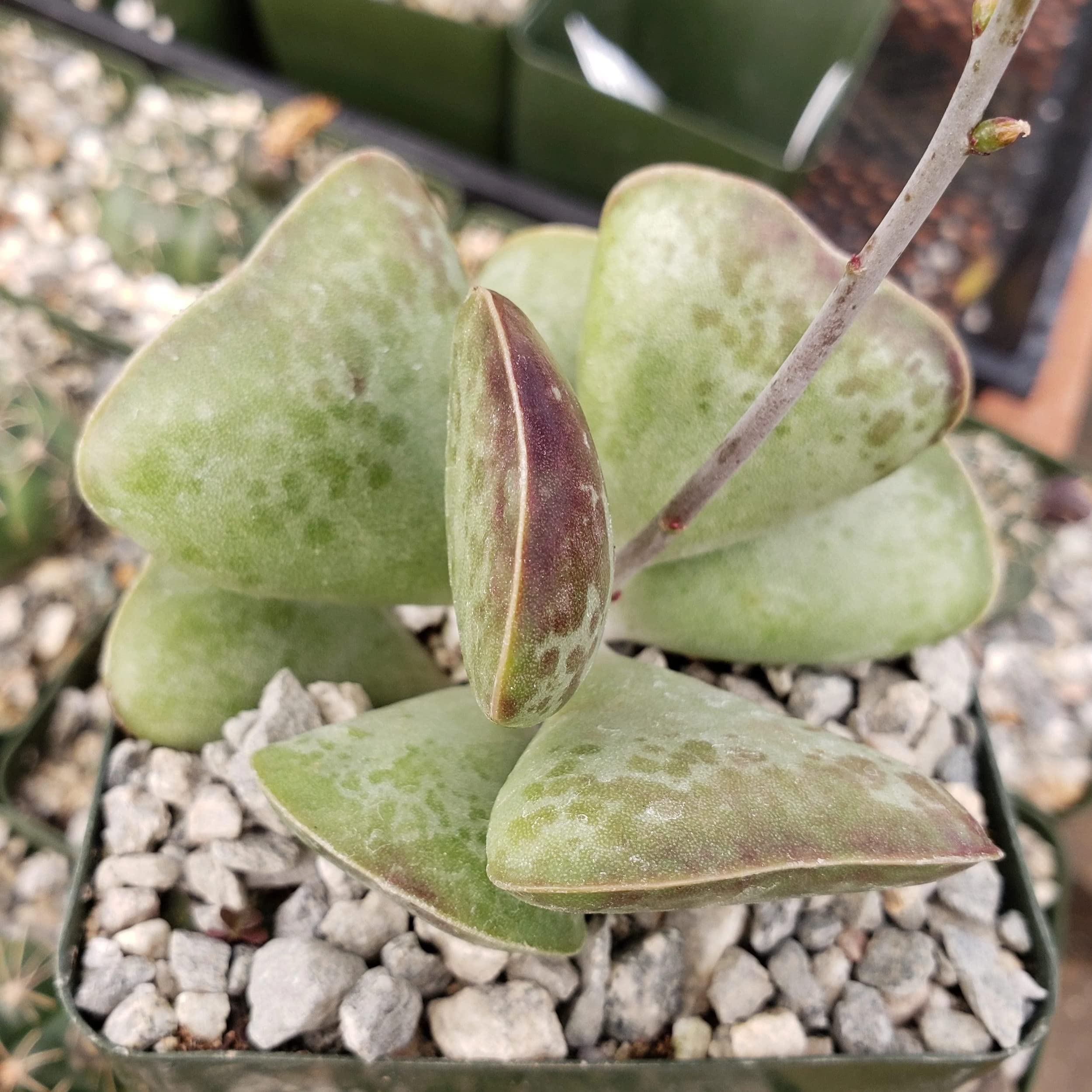 Amazon.com : Adromischus triflorus 'Calico Hearts' Cacti Cactus Succulent  Real Live Plant : Patio, Lawn & Garden
