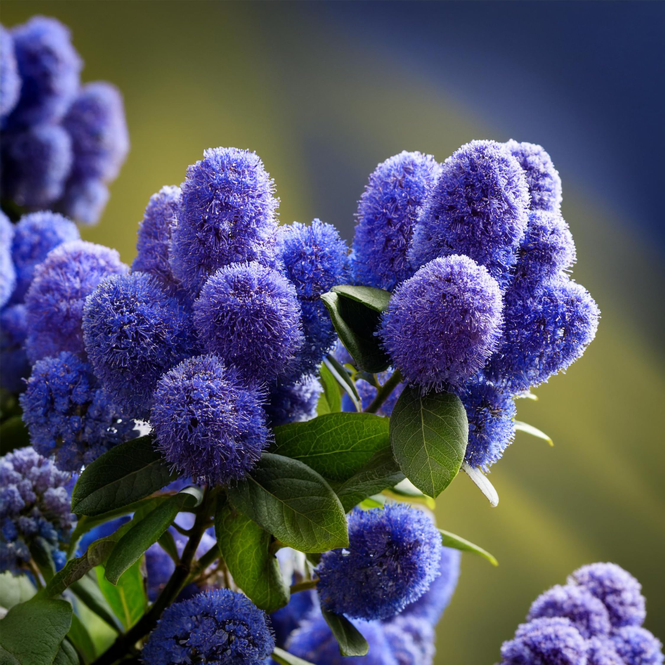 Plant in a Box - Ceanothus thyrsiflorus Repens - Set de 2 - Floración primaveral - Hojas brillantes - Arbusto perennifolio - Maceta 17cm - Altura 60-70cm