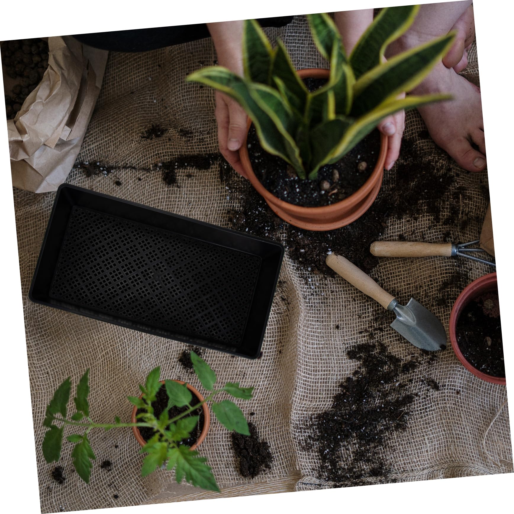 VANZACK 6pièces Plateau de Germination à Fond Creux Lot pour Pépinière et Semis Conteneurs de Plantation Socle de Germination