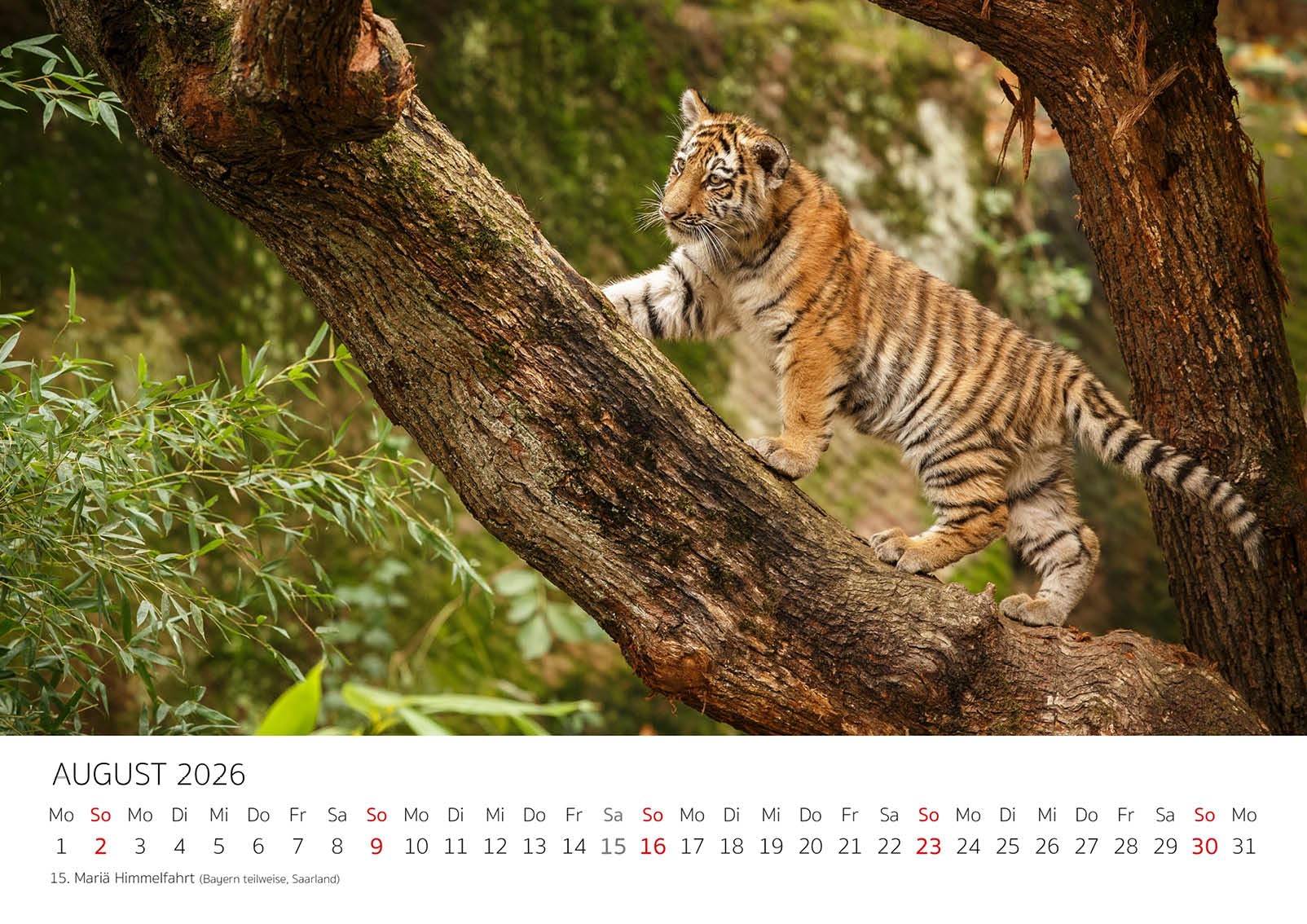 Calendario Da Parete 2026 Africa Selvaggia, Formato A4, Con Foto Animali (elefante, Leone, Giraffa) - Qualità Premium, Stampato In Germania