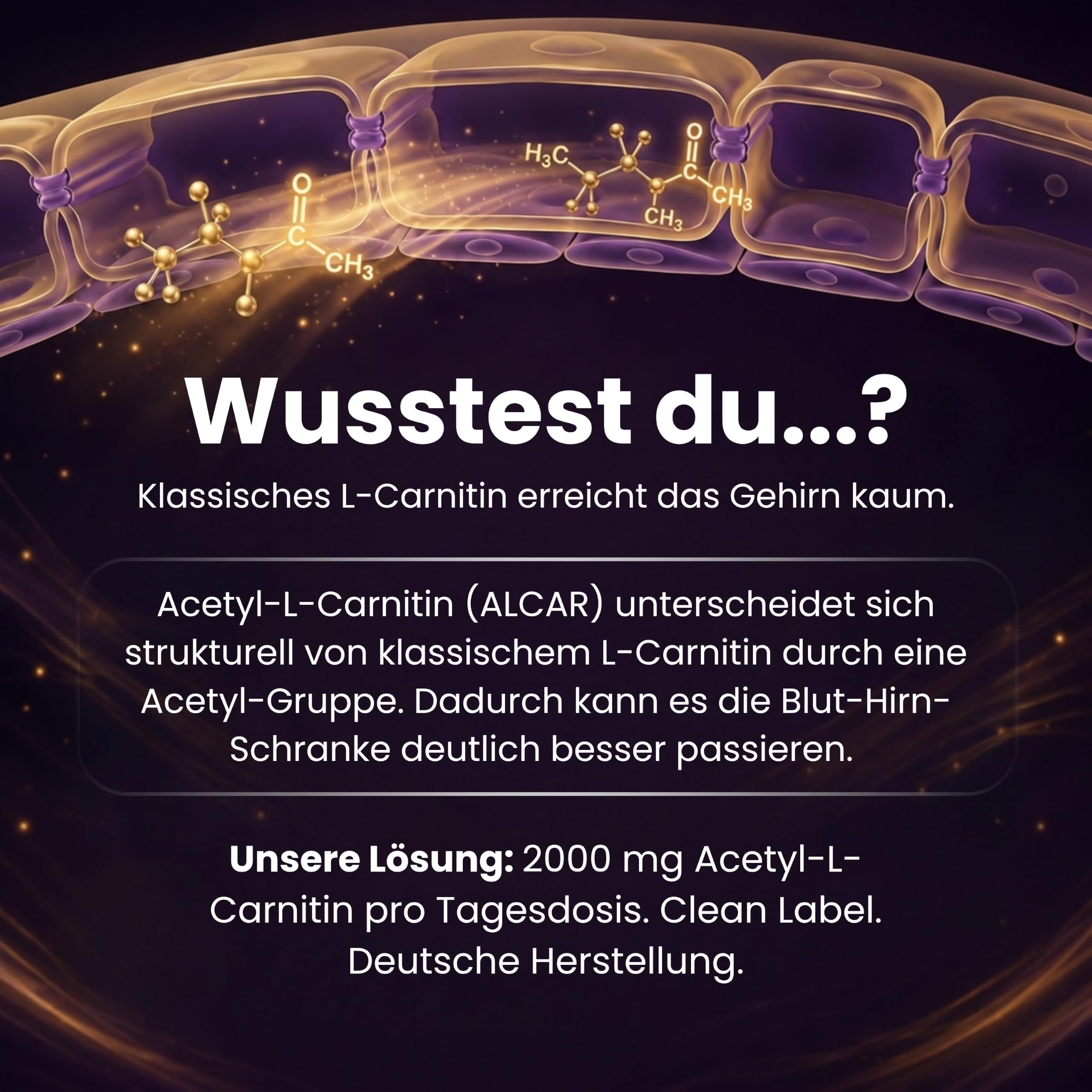 Aminosäure Acetyl-l-Carnitin (ALCAR) - Supplenatura®