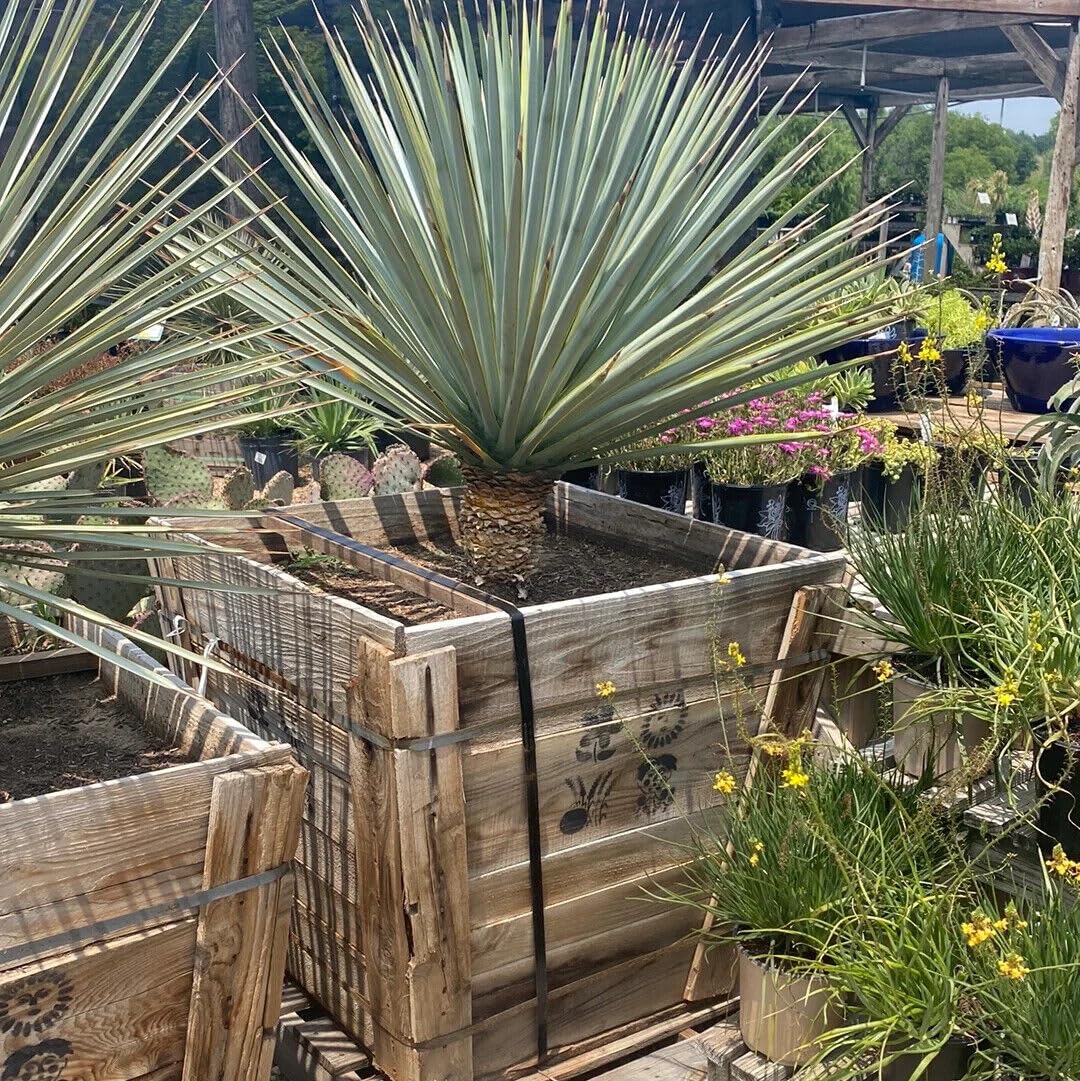 Amazon.com : 10 Seeds Blue Yucca Tree | Yucca rigida Agave Tree