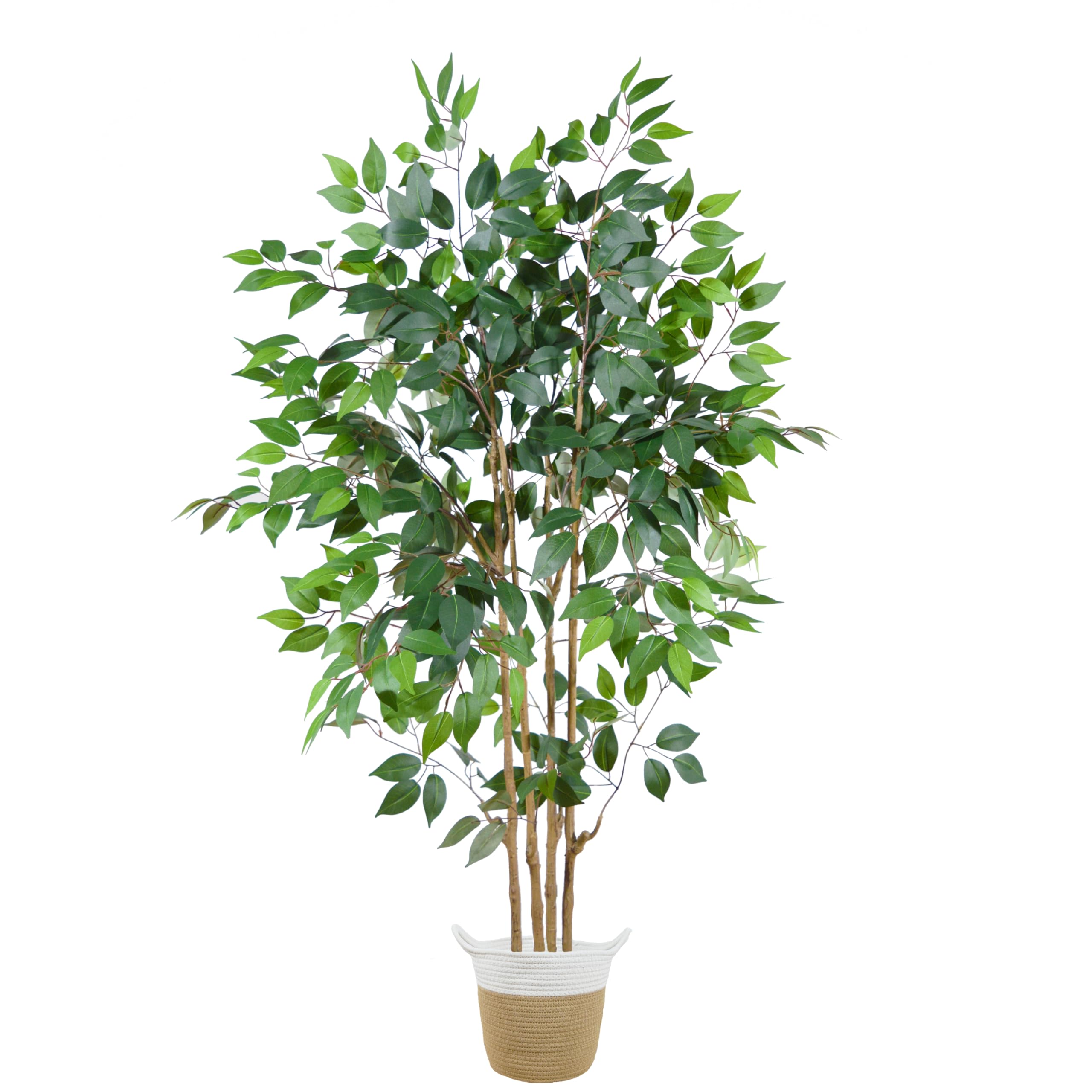 Warmplants 5ft Ficus Tree