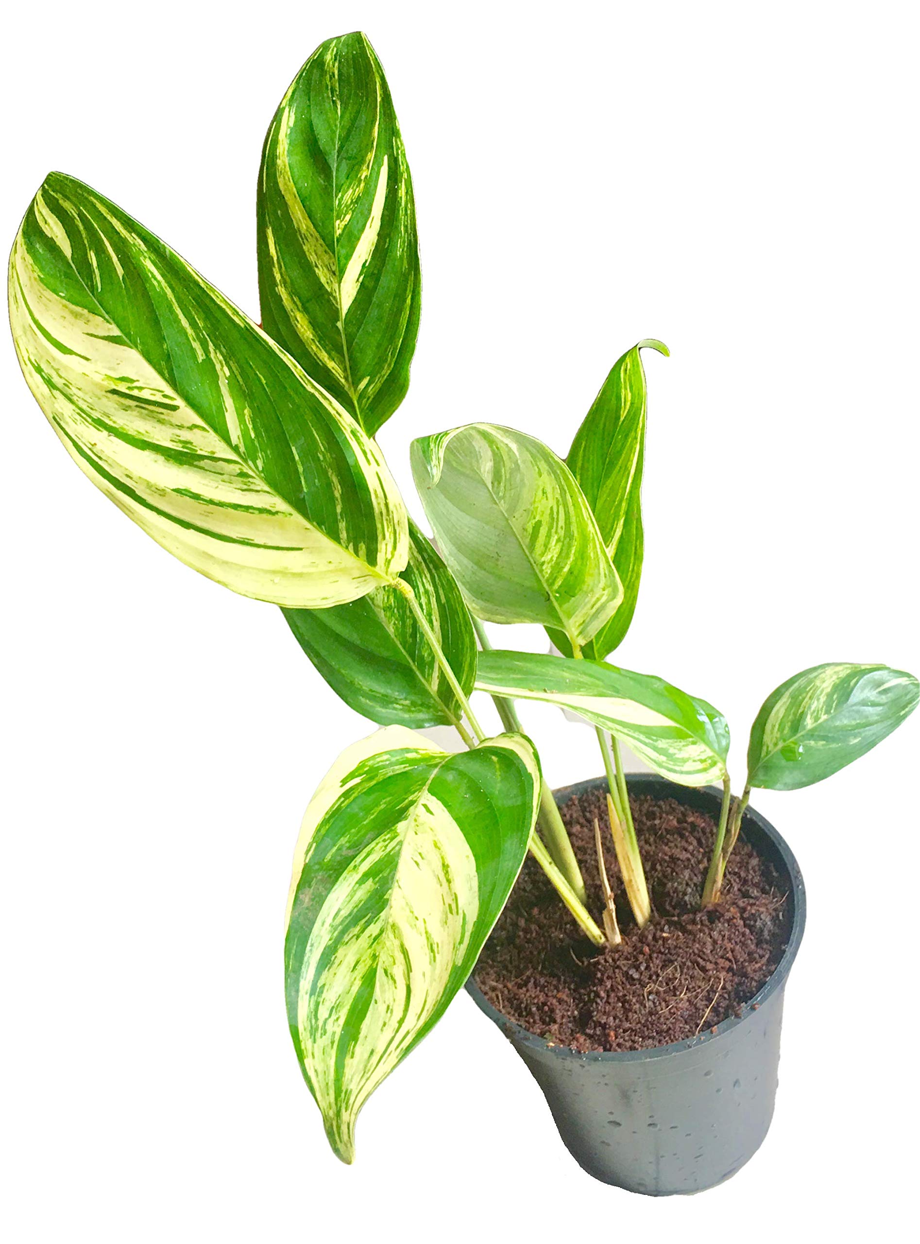 See full amazon price history chart for The Four Seasons Calathea Ctenanthe Pilosa | Calathea Golden Mosaic | Rare Natural Live Prayer Plant in Pot The Four Seasons Calathea Ctenanthe Pilosa | Calathea Golden Mosaic | Rare Natural Live Prayer Plant in Pot (B07RMYD6PD) Amazon Price History, Amazon Price Tracker