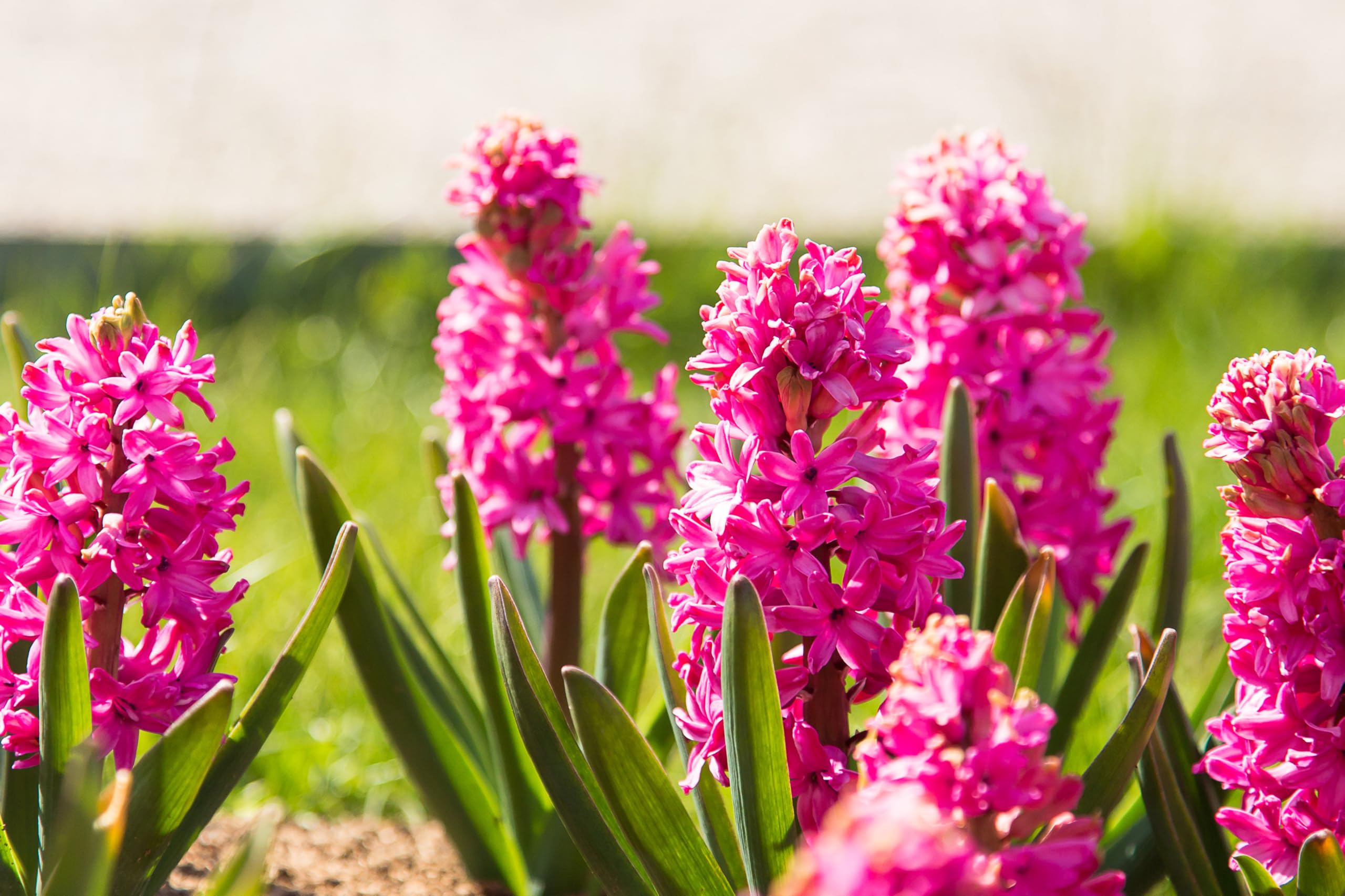 Lincolnshire Pond Plants Ltd - Allium Eros Plant Bulb x5 — view 25
