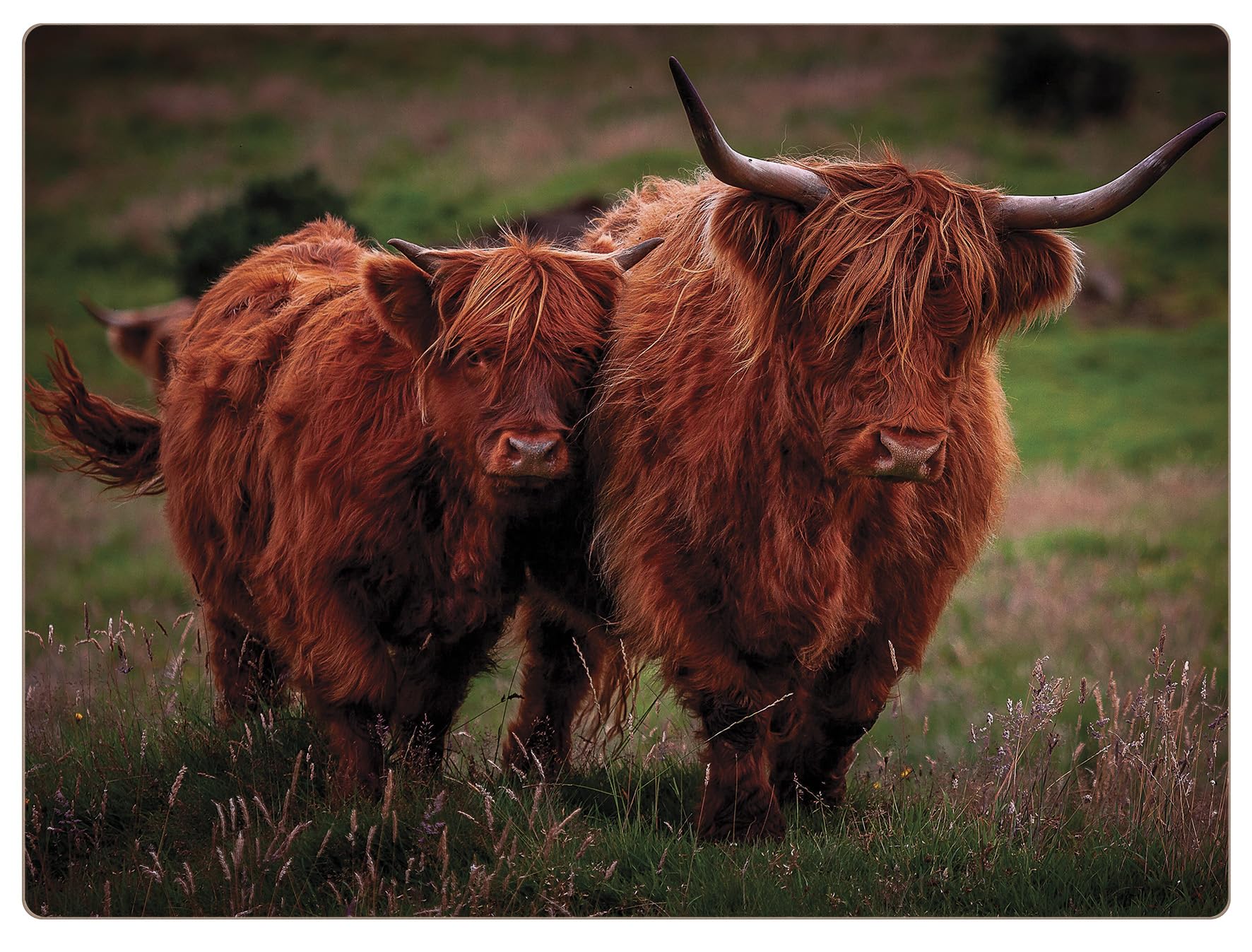 Highland Cows Set of 4 Placemats, Rural Roots, Cattle, Animals, Dinner PMO2604X4