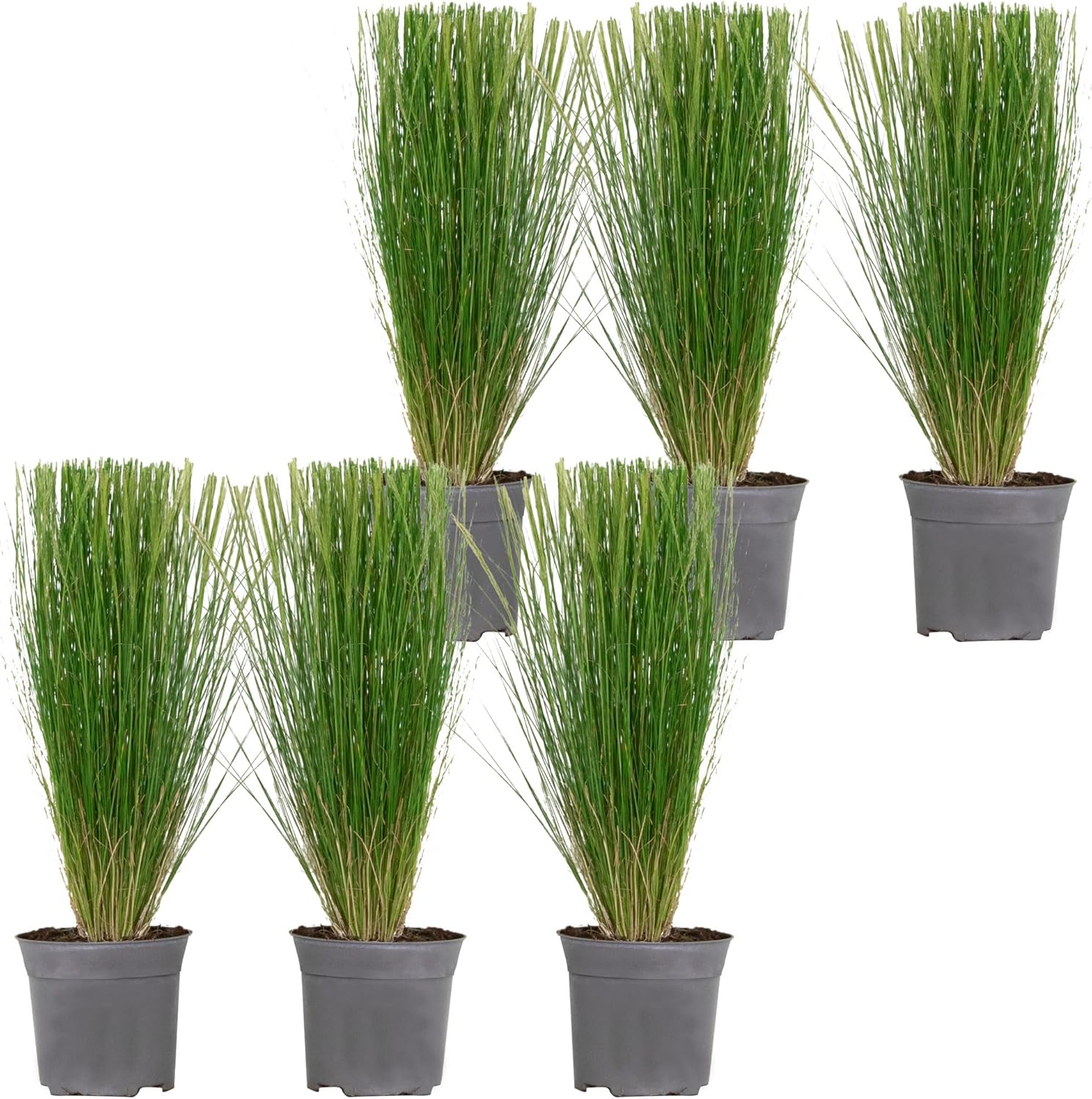 6x Stipa tenuifolia 'Ponytails' Federgras Ziergräser Winterhart