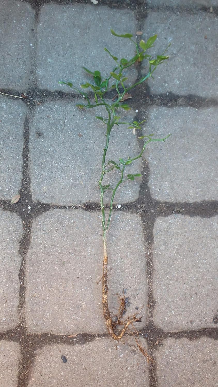 10-15" Tall Flying Dragon Plant 2 Years Old Trifoliate Orange (Poncirus trifoliata) bareroot