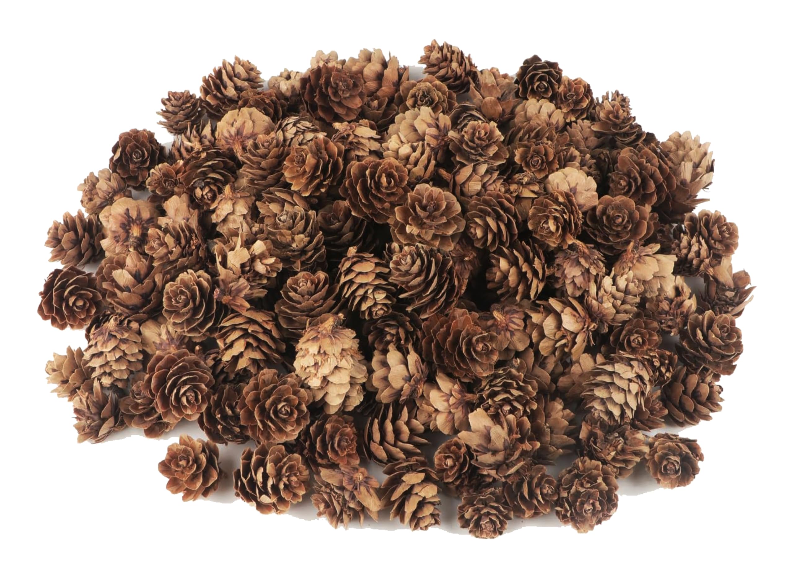 PRANSUNITA 30 pcs Natural Mini Pine Cone’s – 3 cm- Dry Material for Ornaments Vase Fillers for DIY Crafts, Cake, Home Decor, Christmas & Wedding Decor (Brown)-image-10