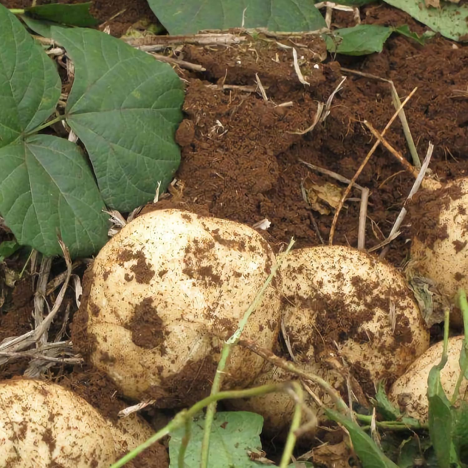 100 Pcs Jicama Seeds Heirloom Mexican Yam Bean Mexican Turnip Seeds Fresh Garden Seeds Non-GMO