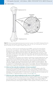 Orthopedic Secrets