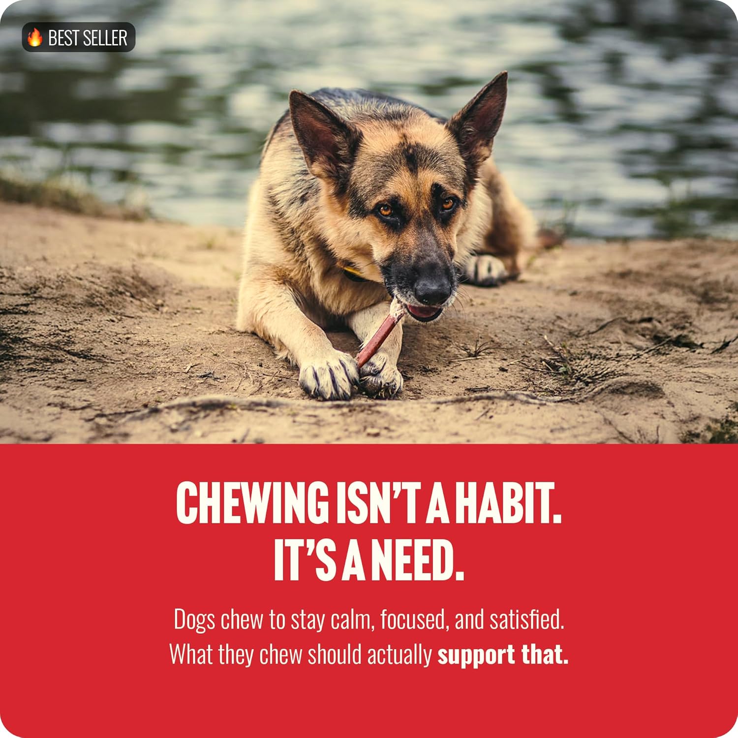 Natural Farm Odor-Free Select Bully Sticks, (6-Inch, 1-Pound), Hand Selected for Consistent Thickness, 100% Beef Pizzle Dog Chews, Fully Digestible, High Protein, Best Dental Treats