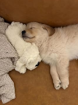 Snuggle Puppy Original Toys - Heartbeat Puppy for Dogs - Pet Anxiety Relief and Calming Aid - Comfort Dog Toys for Behavioral Training - Plus 6 Heat Packs