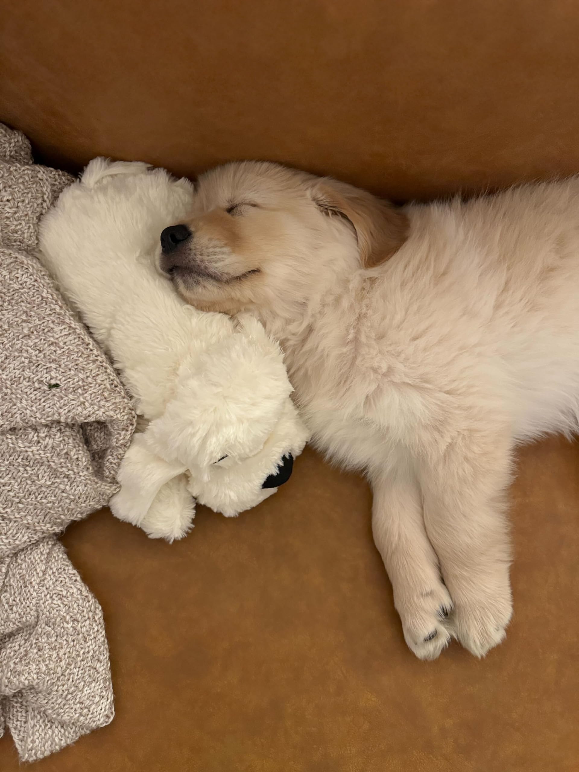 Juguetes Originales para Cachorros, Cachorros de Latido del corazón para Perros, Alivio de la ansiedad de Mascotas y Ayuda calmante, Juguetes cómodos para Perros para Entrenamiento conductual, más 6