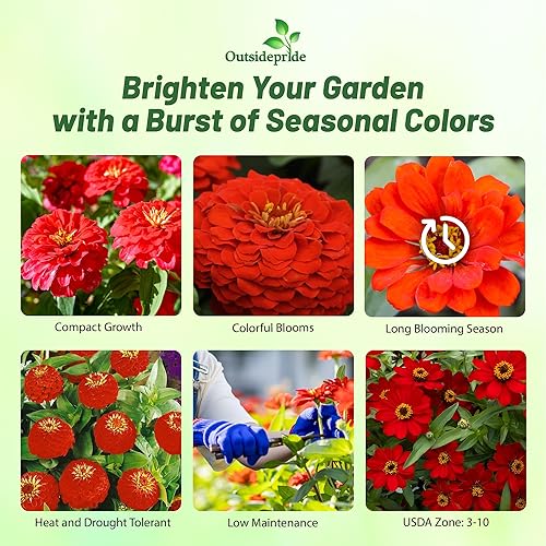 Miniatura 2 de Outsidepride 1000 semillas anuales Zinnia Elegans Lilliput Flores rojas para plantar