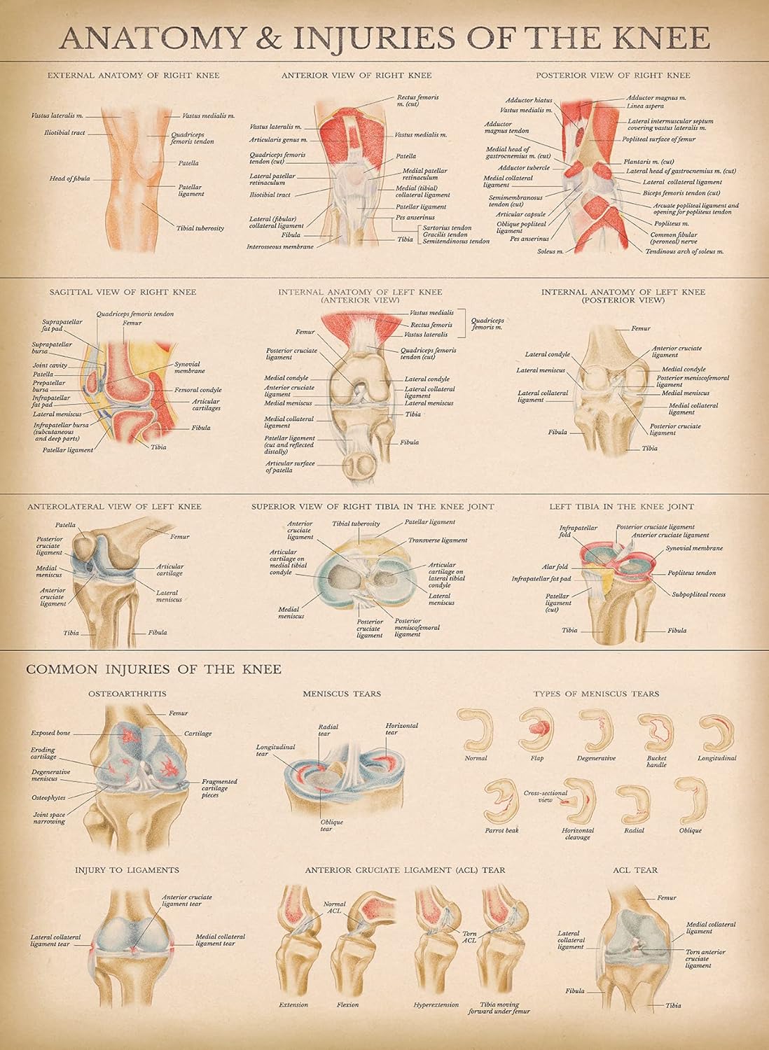 20 Pack - Vintage Anatomy Posters - Laminated - Muscular, Skeletal, Digestive, Respiratory, Circulatory, Endocrine, Lymphatic, Male & Female, Nervous, Spinal Nerves, Anatomical Charts - 18" x 24"