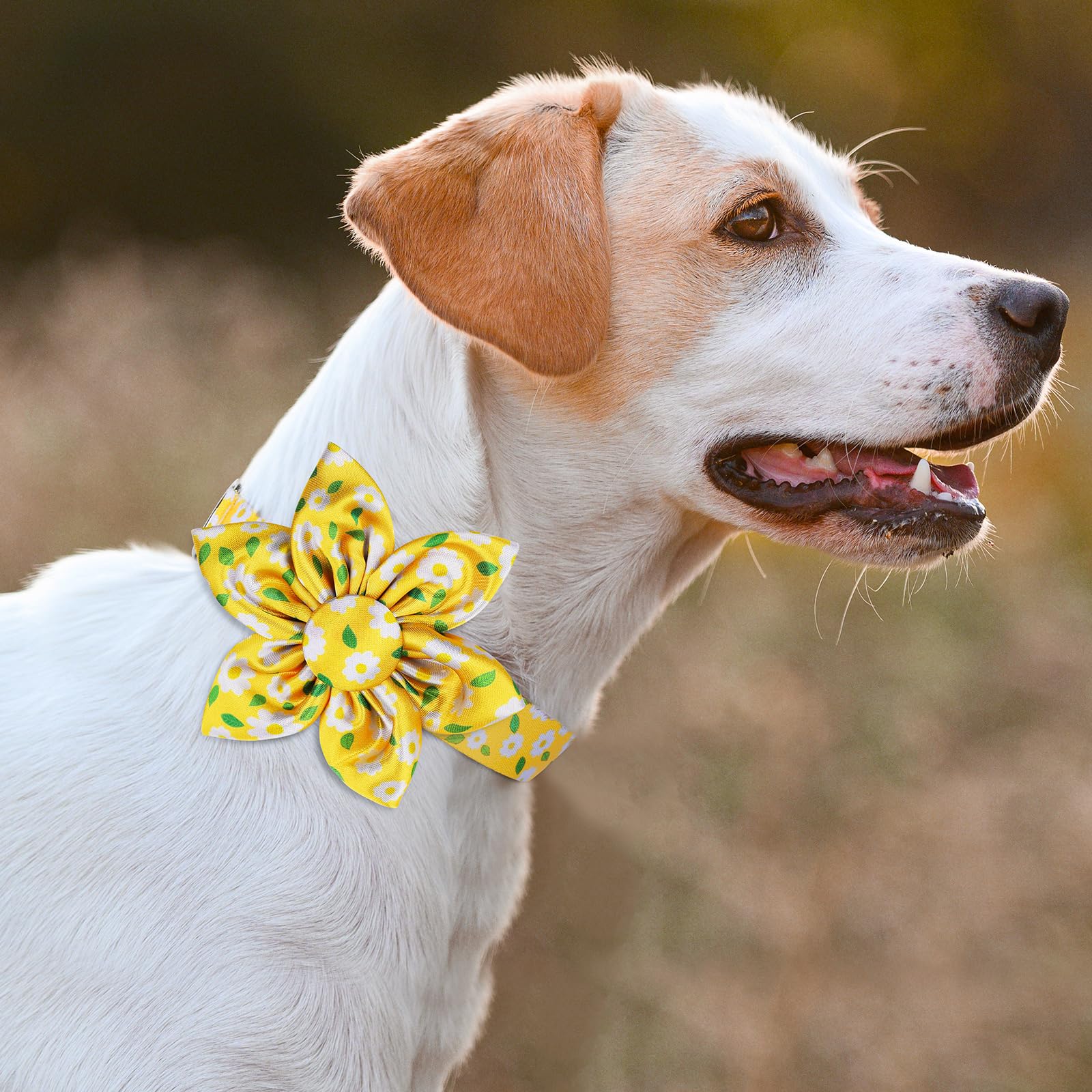 Daisy Yellow Dog Collar Cute Collars with Flower Bow for Small Medium Large Dogs Hot Yellow Floral Colored Options Dog Cat Bow Tie Soft and Fancy Personalized Dog Collars for Girl/Boy Dog Collar S - Image 2