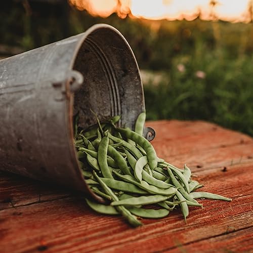 Miniatura 3 de Minnie Shatterly Cornield (Pole) SnapGreen String Bean - 25 semillas - reliquia rara y variedad de polinización abierta, semillas de vegetales sin