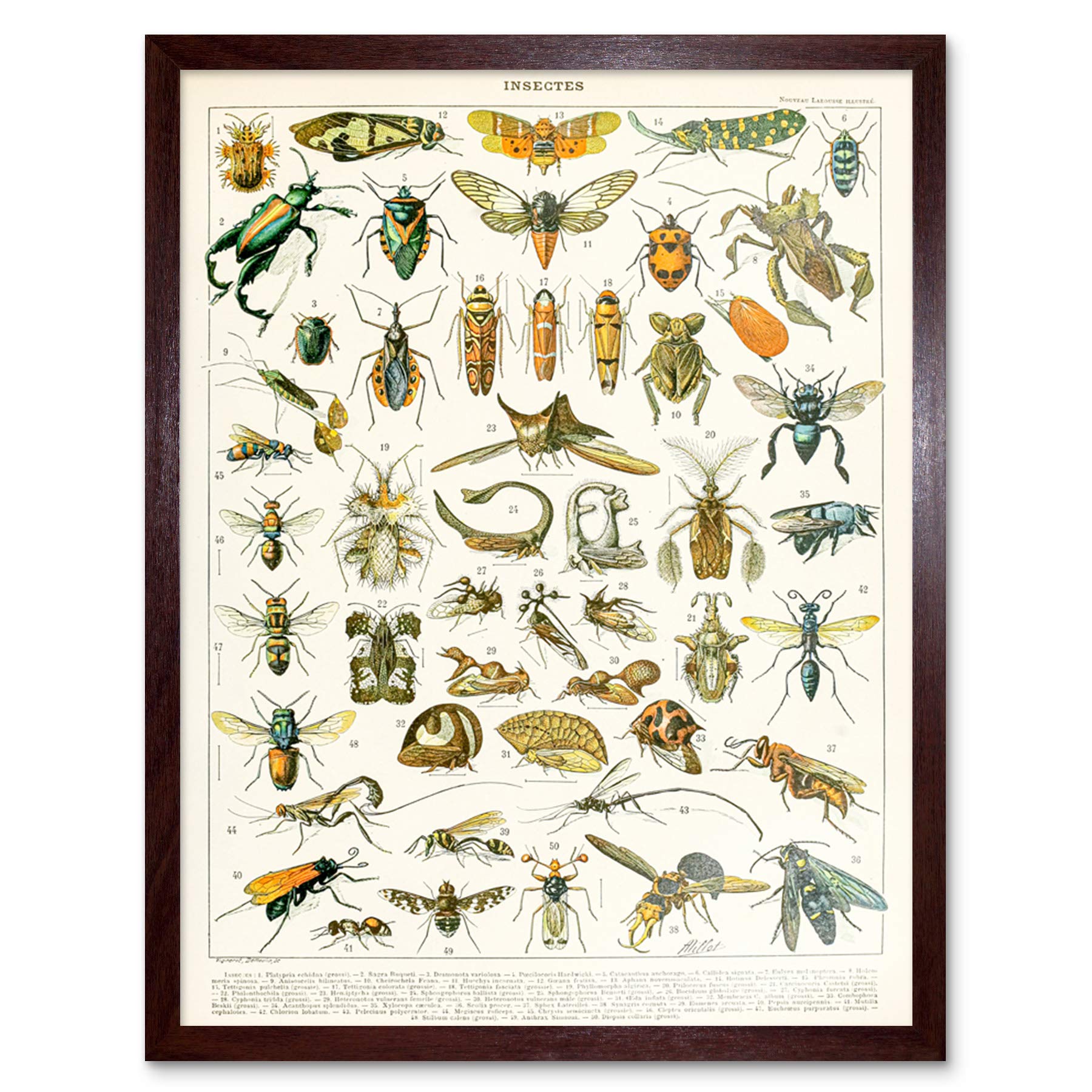 Artery8 Millot Encyclopedia Page Molluscs Shells Art Print Framed Poster Wall Decor 12x16 inch — view 92