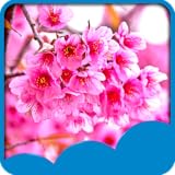 Latest Application And Games